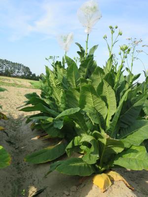 PLANT